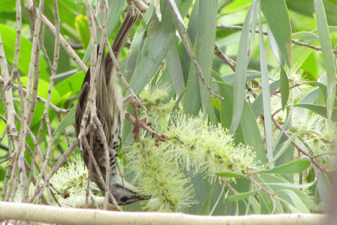 Bar-breasted Honeyeater (Ramsayornis fasciatus)